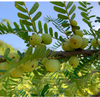 NFC Frozen Emblica Pulp (Amla / Indian Gooseberry) 