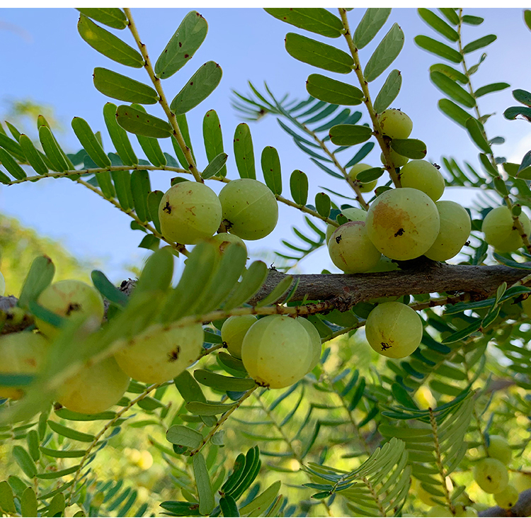 NFC Frozen Emblica Pulp (Amla / Indian Gooseberry) 