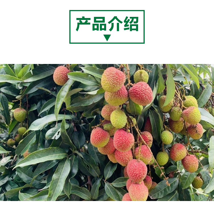15 кг 荔枝原粉详情页 _02