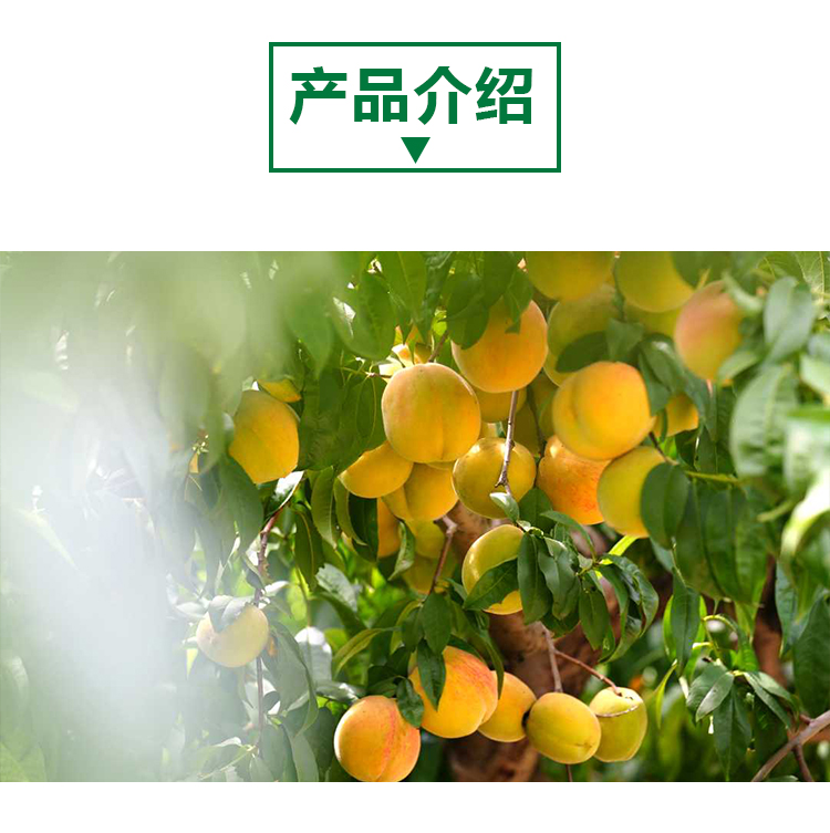 15 кг 黄桃原粉详情页 _02