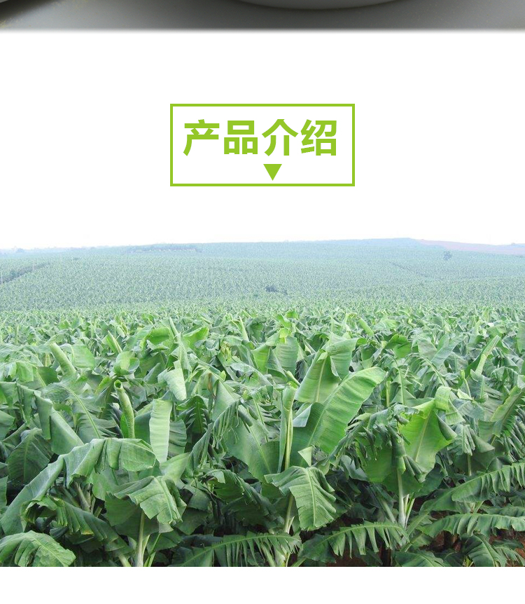 15 кг 青香蕉粉 A706 详情页 _02 