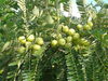 NFC Frozen Emblica Pulp (Amla / Indian Gooseberry) 