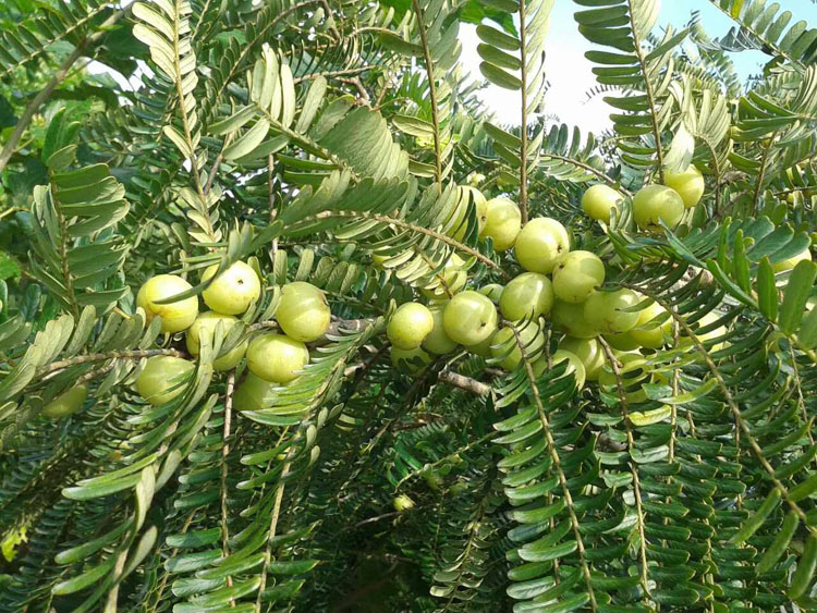NFC Frozen Emblica Pulp (Amla / Indian Gooseberry) 
