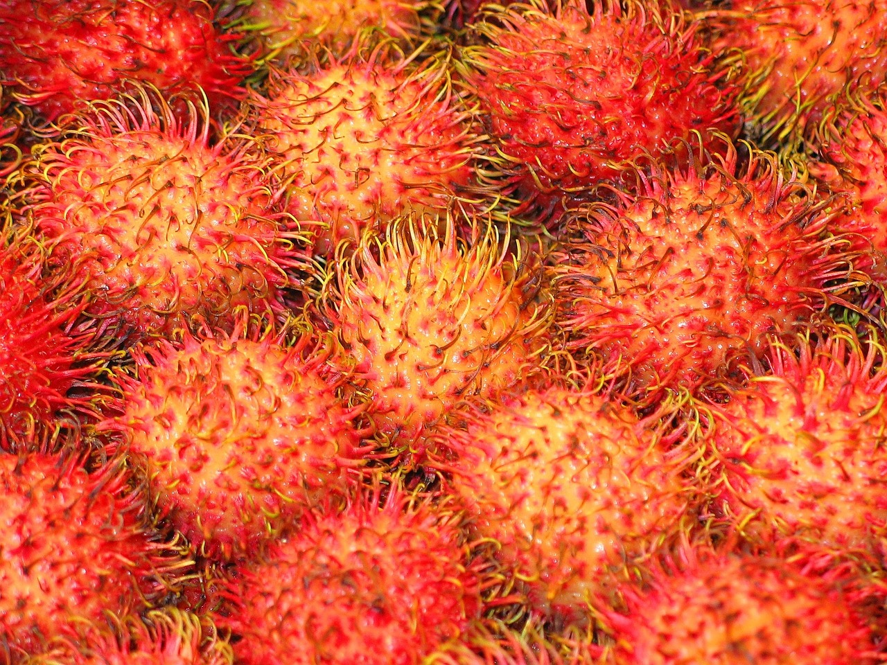 Rambutan-1160692_1280 