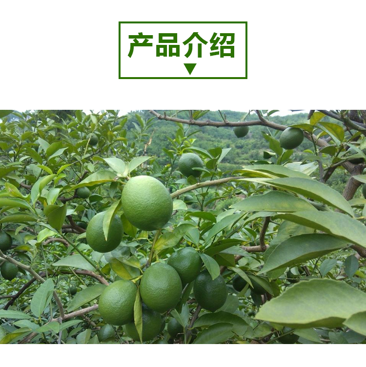15 кг 青柠檬 A802 详情页 _02 