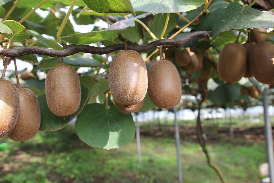 Kiwi 