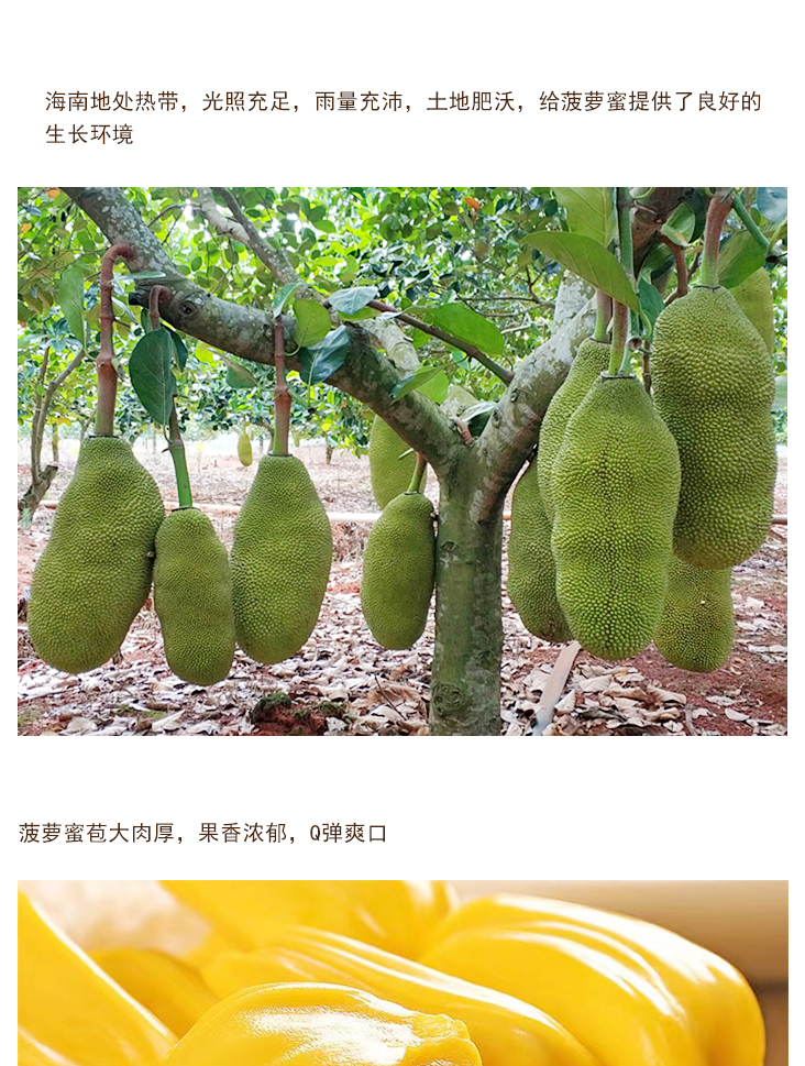 速冻菠萝蜜果肉详情页 _03速冻菠萝蜜果肉
