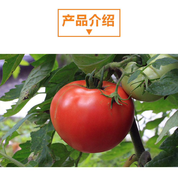 15 кг 番茄原粉详情页 _02