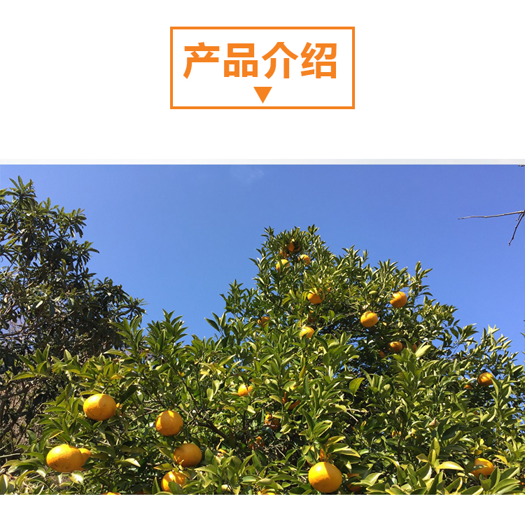 15 кг 沃柑原粉详情页 _02 15 кг