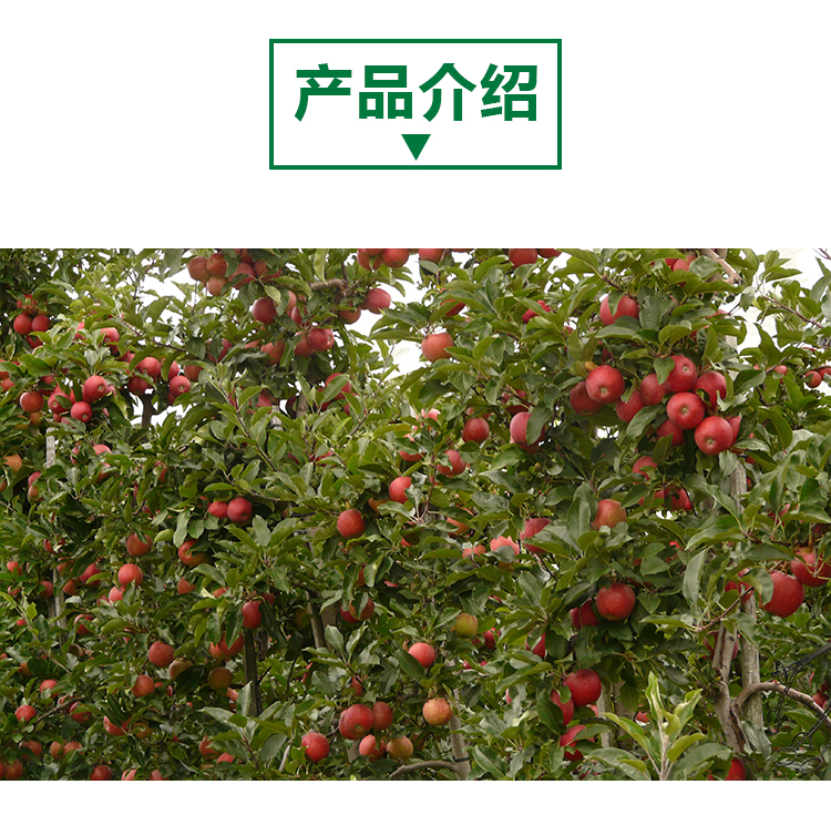 苹果原粉详情页 _02