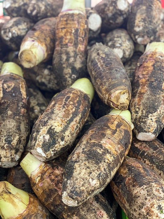 Taro 