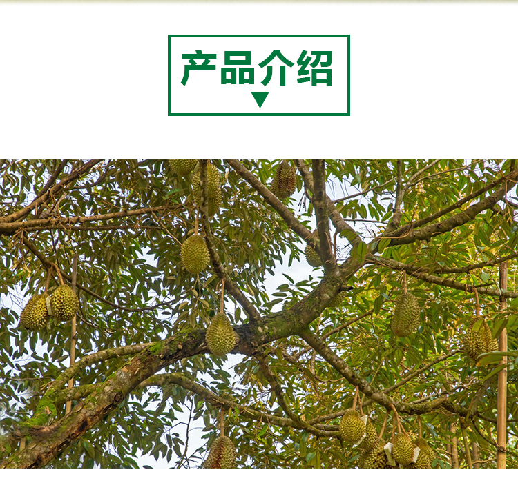 15 кг 榴莲原粉详情页 _02