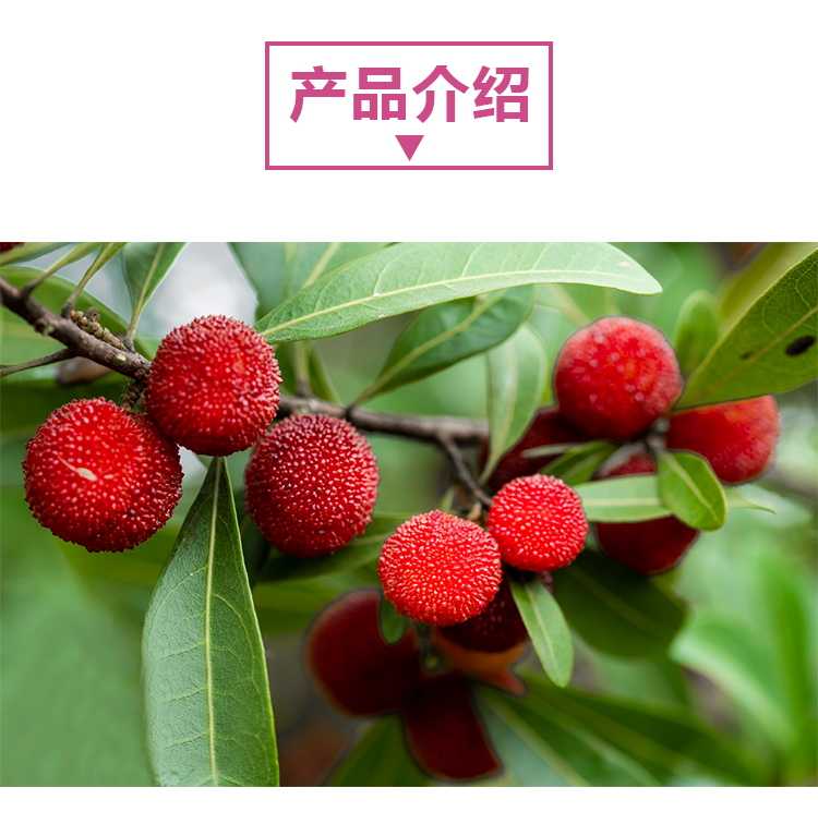 15 кг 杨梅原粉详情页 _02