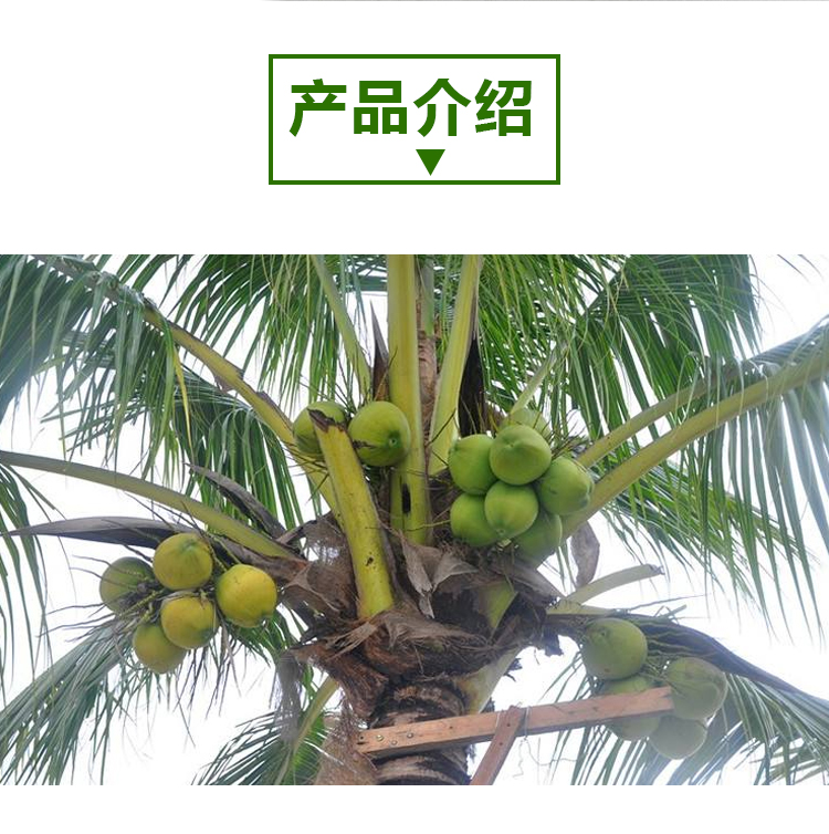 15 кг 椰子水 a2703 详情页 _02 