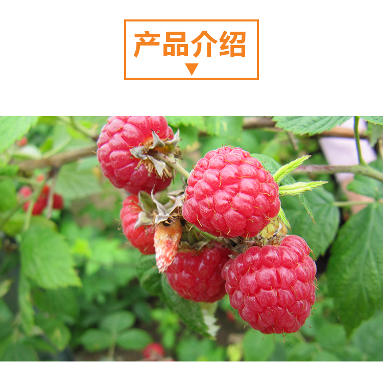 15 кг 树莓原粉详情页 _02 15 кг