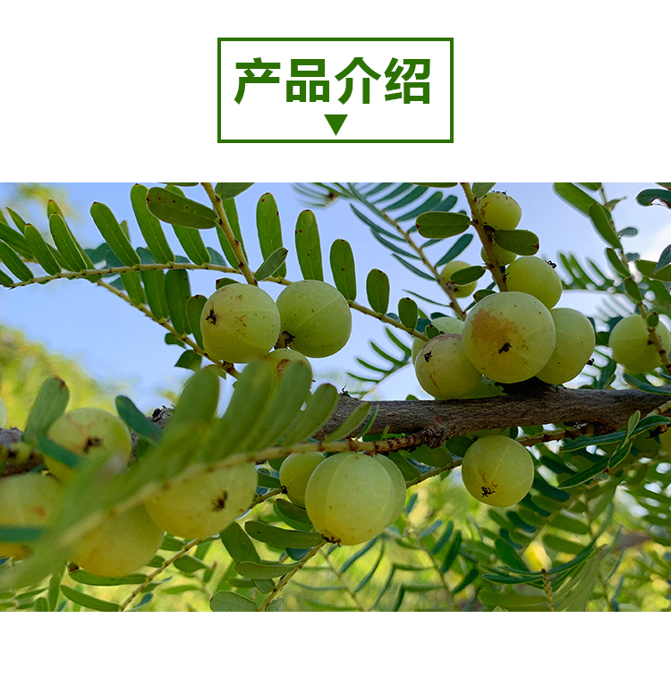 余甘子原粉情页 _02 