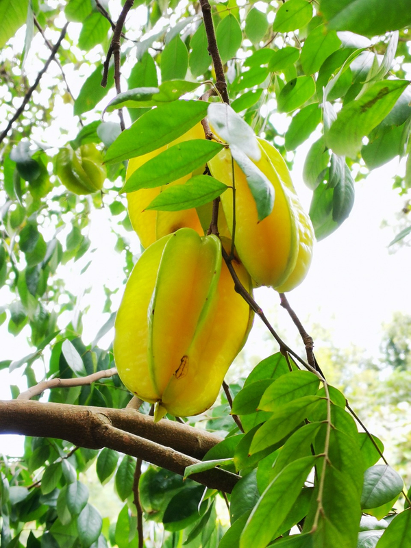 NFC Frozen Starfruit