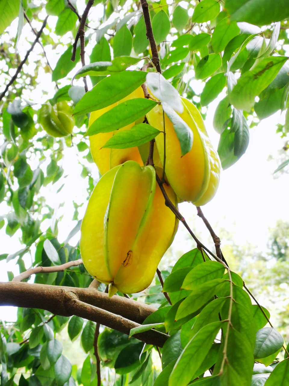 NFC Frozen Starfruit