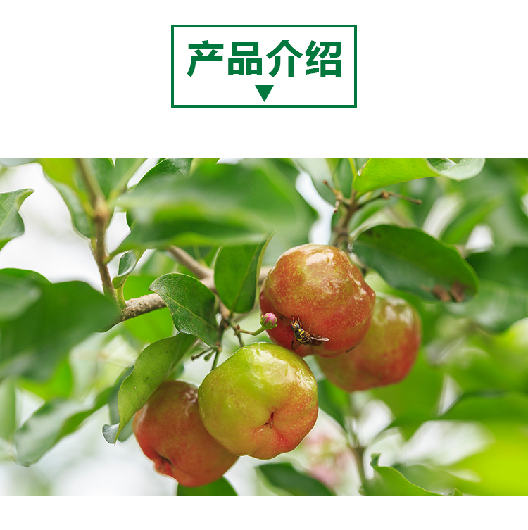15 кг 针叶