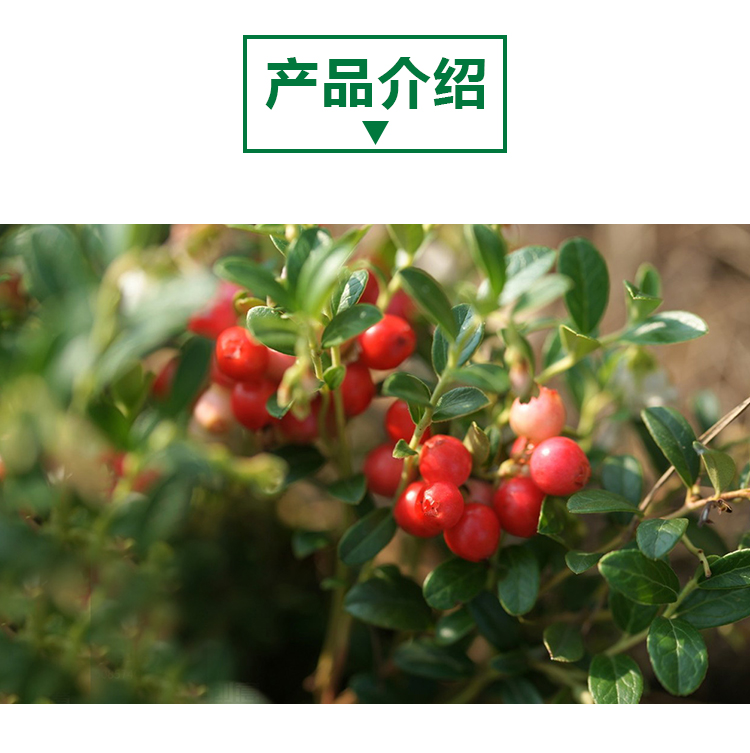 15 кг 蔓越莓原粉详情页 _02