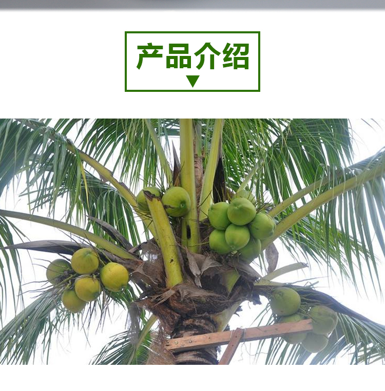 椰子油粉详情页 _02