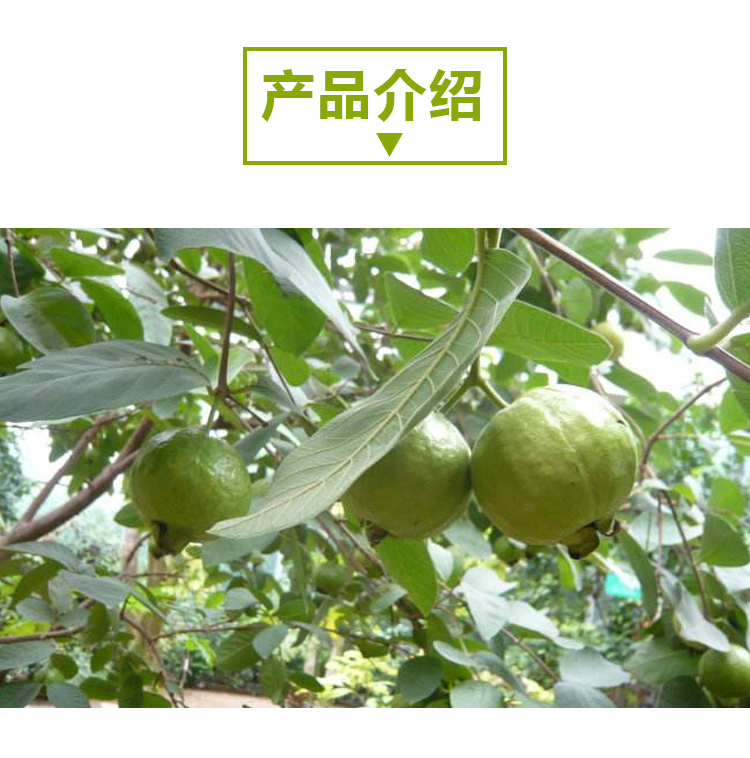 15 кг 番石榴 A903 详情页 _02 15 кг