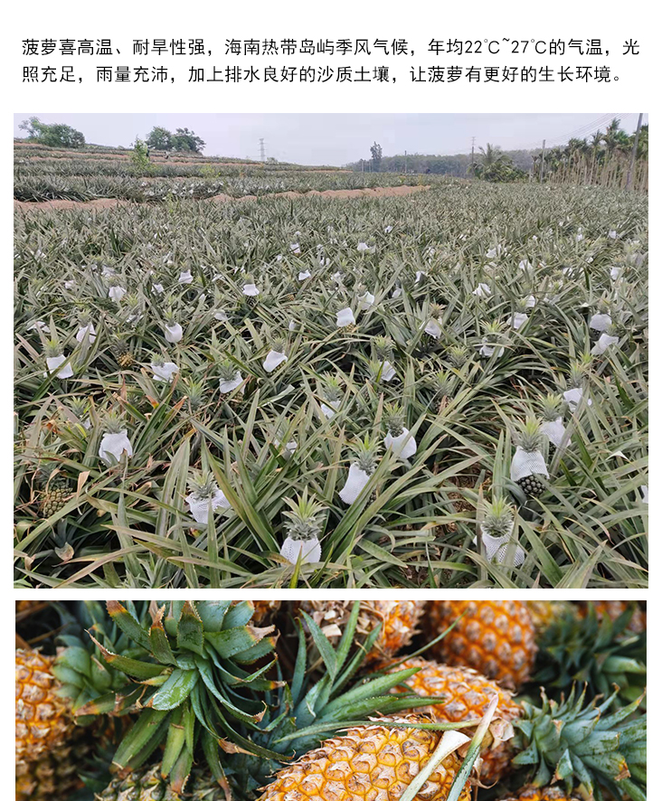 菠萝块